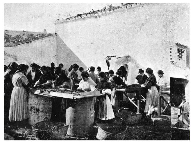 Trabajadoras de la fábrica de aceite «La Lucentina» 1912