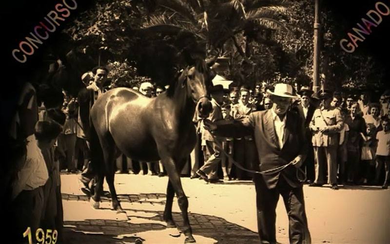 Concurso de Ganado 1959