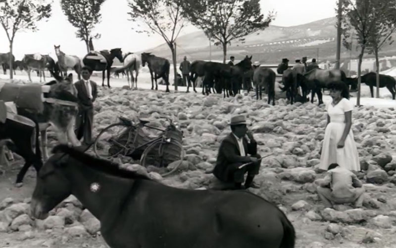 I Feria del Campo Andaluz 1959 Ganado